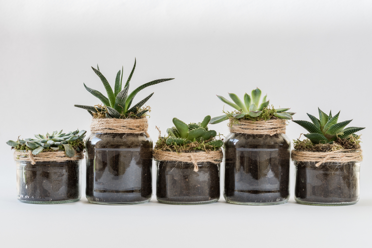 5 Best Cacti and Succulents to Buy in the Winters