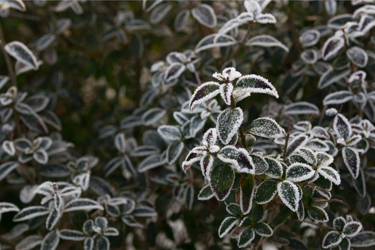 How To Give Special Care To Plants During Chilling Winter Days