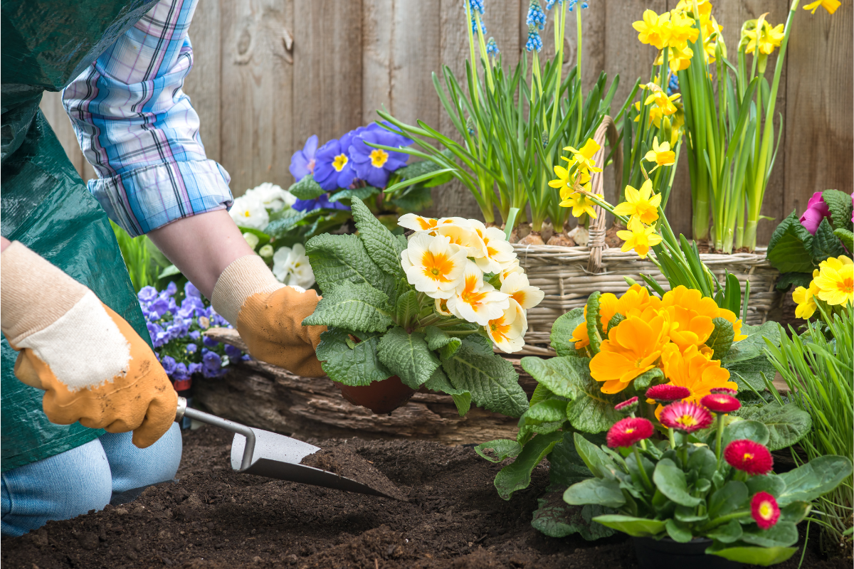 5 Best Flowering Plants To Grow In January