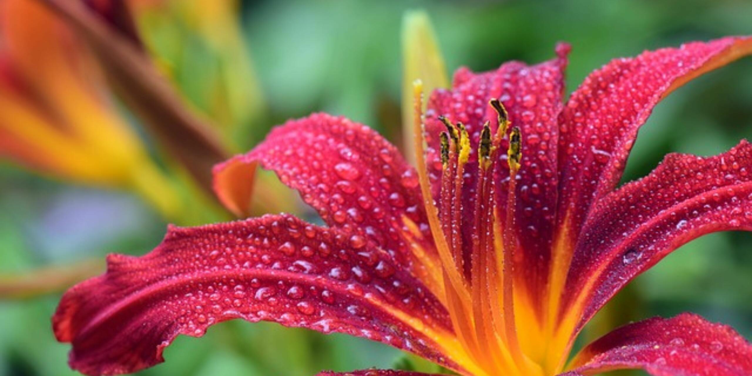Vrukshvalli: Your Guide To Balcony Gardening