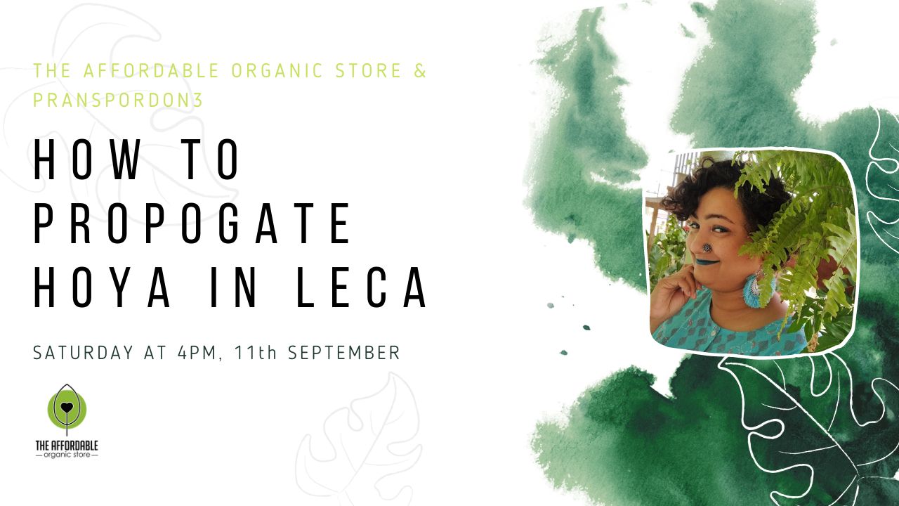 Workshop on How To Propagate Hoya In Leca