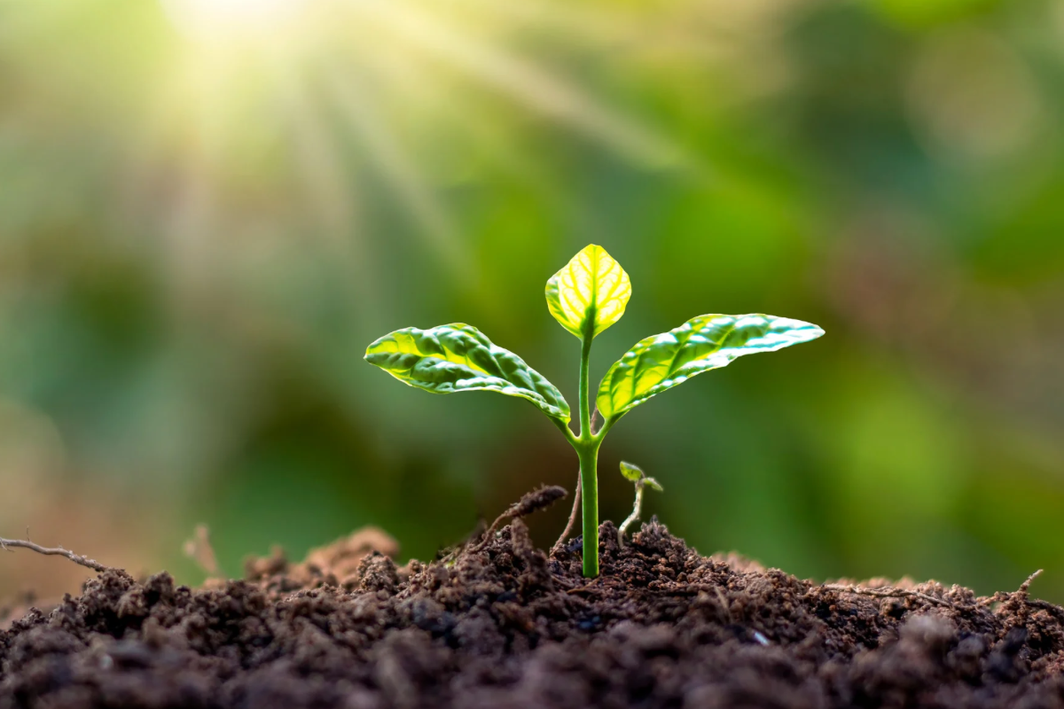 5 Gardening Influencers To Follow In November