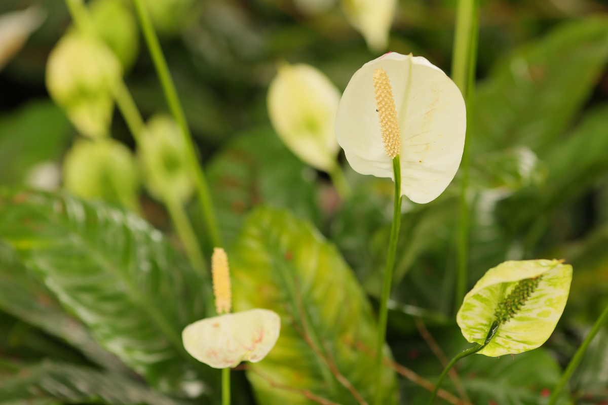 Peace Lily Care Guide: Tips For Healthy Growth And Blooms