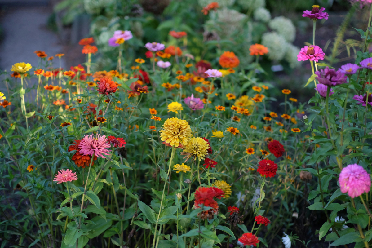 Summer Season Gardening Tips and Tasks