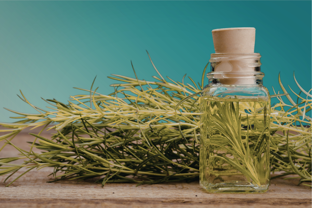 Growing Rosemary in India