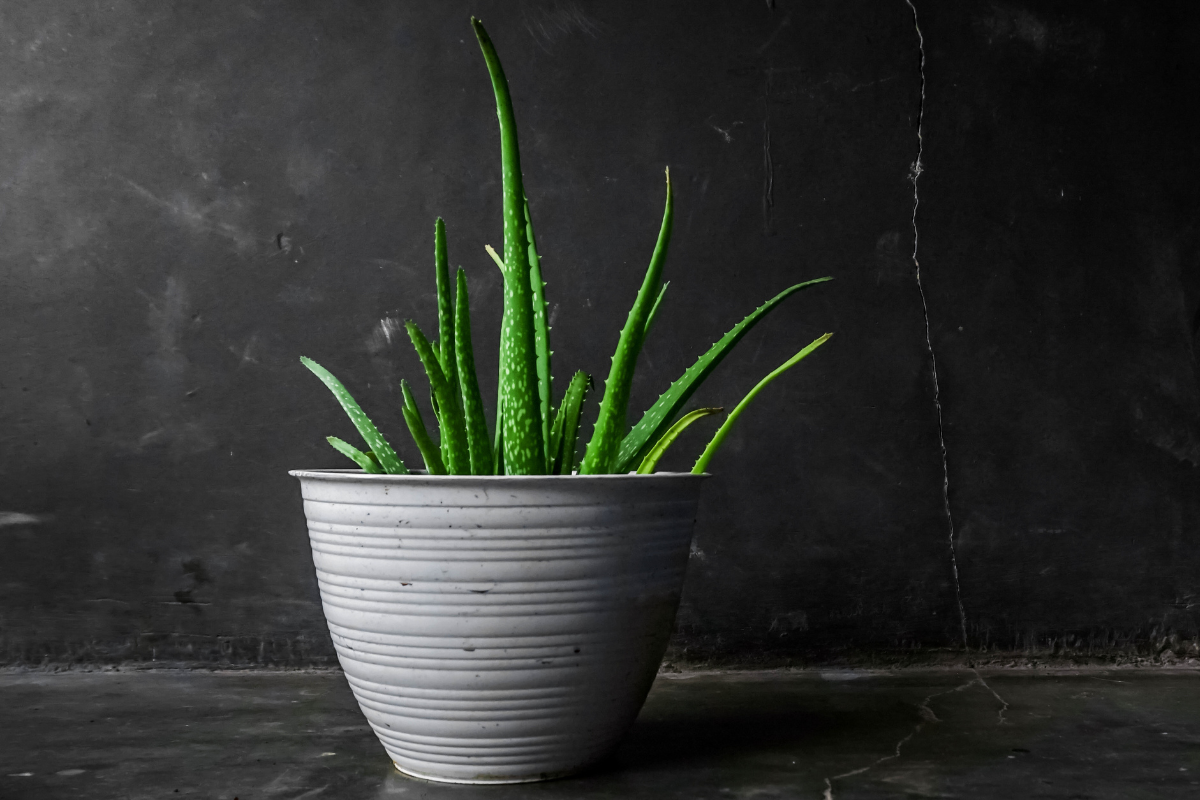 Growing Indoor Aloe Vera Plant: Step-by-Step Guide for Beginners