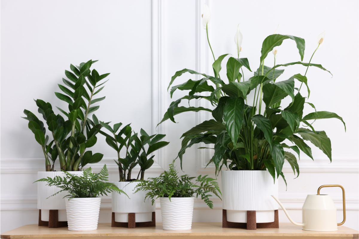 Top 10 Cheap Indoor Plants for beginners in India