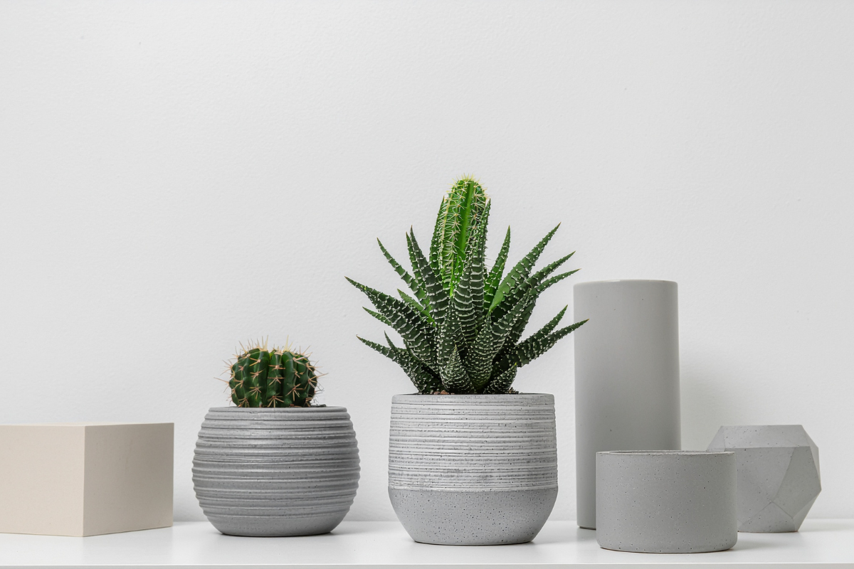 10 Best Cacti/Succulent Plants To Decorate Your Space