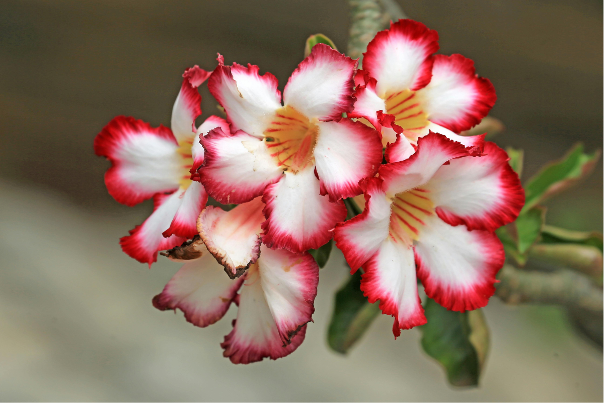 Care Tips for Adenium Rose Desert Plant