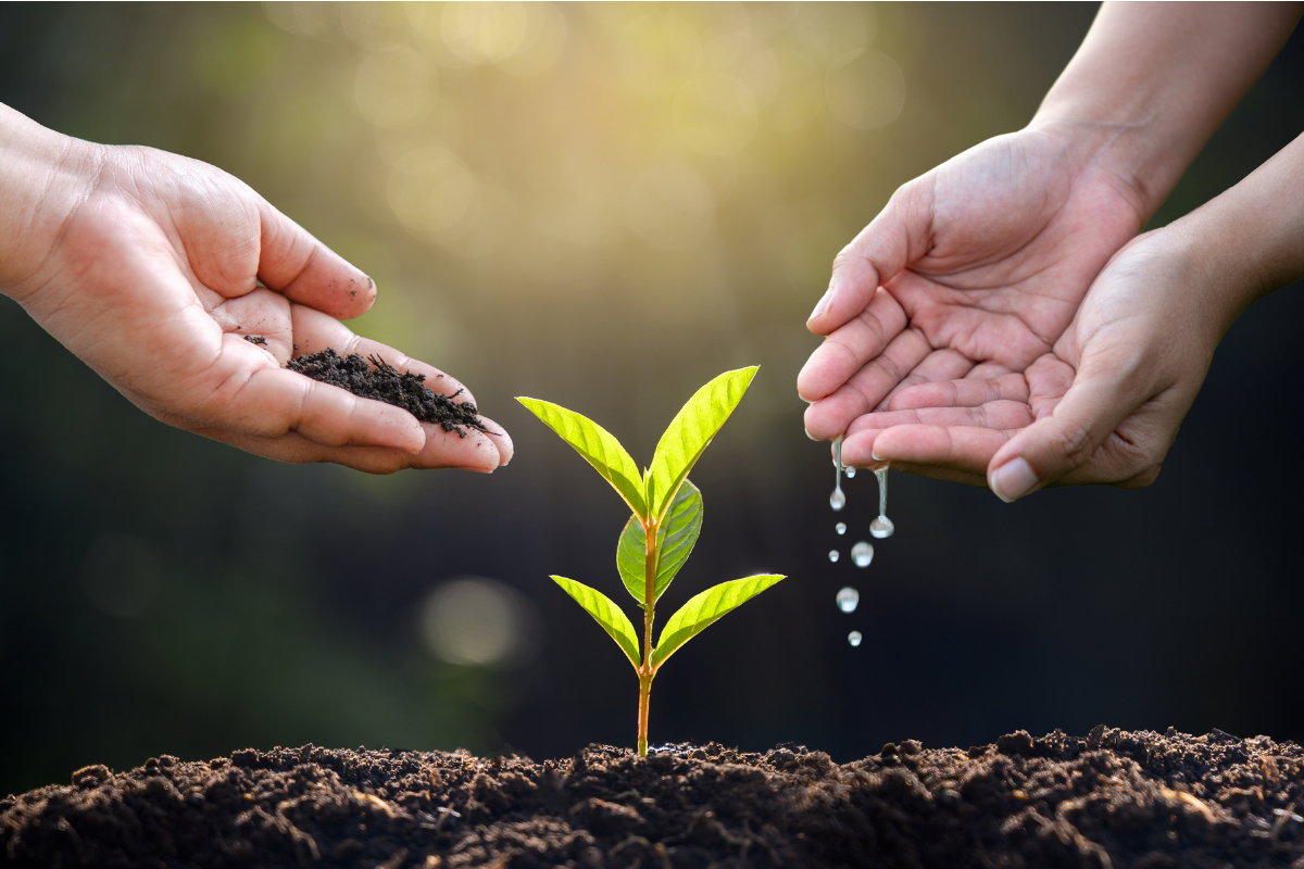 Choosing The Right Organic Seeds: Tips For Successful Planting