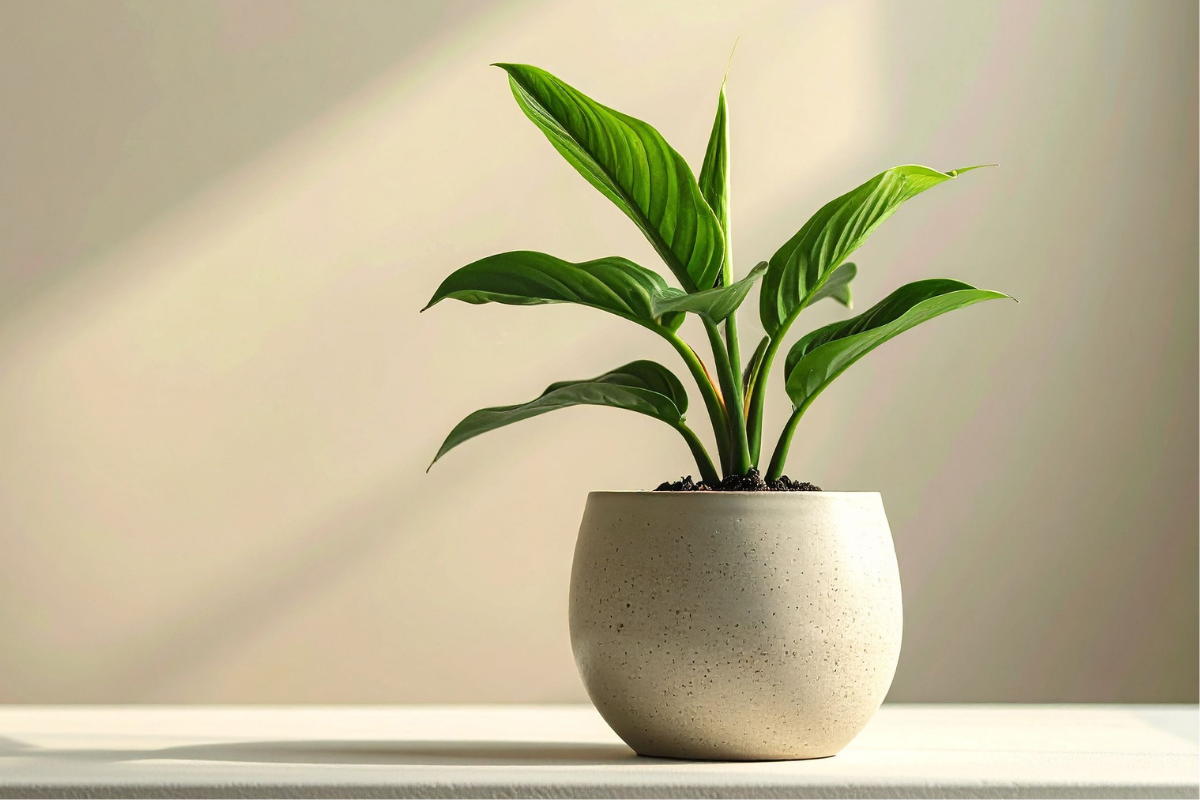 Benefits and care tips of Peace Lily plant