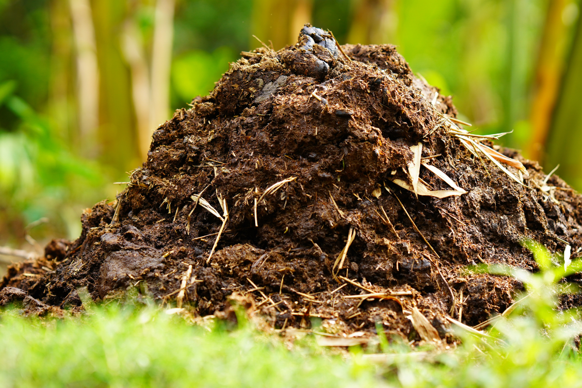 Benefits of Decomposed Cow Dung to the plants