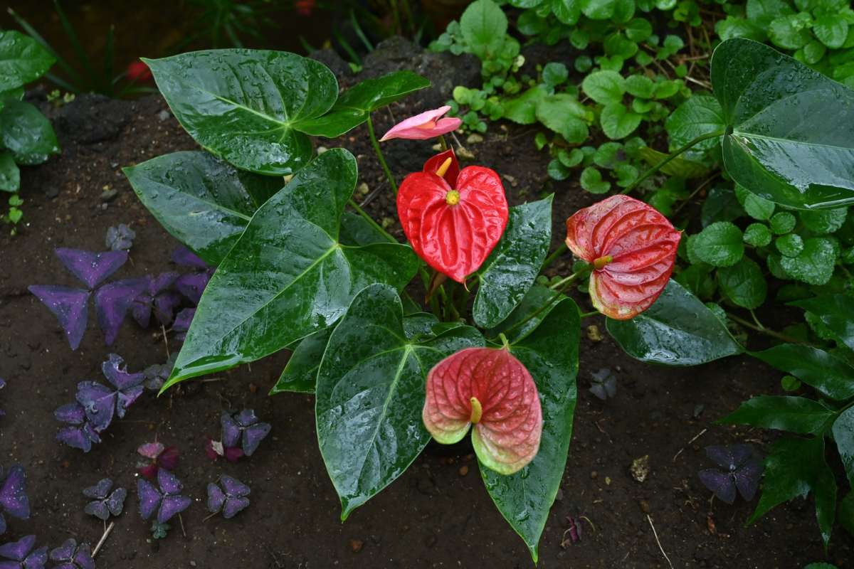 How To Care For Your Anthurium Varieties?