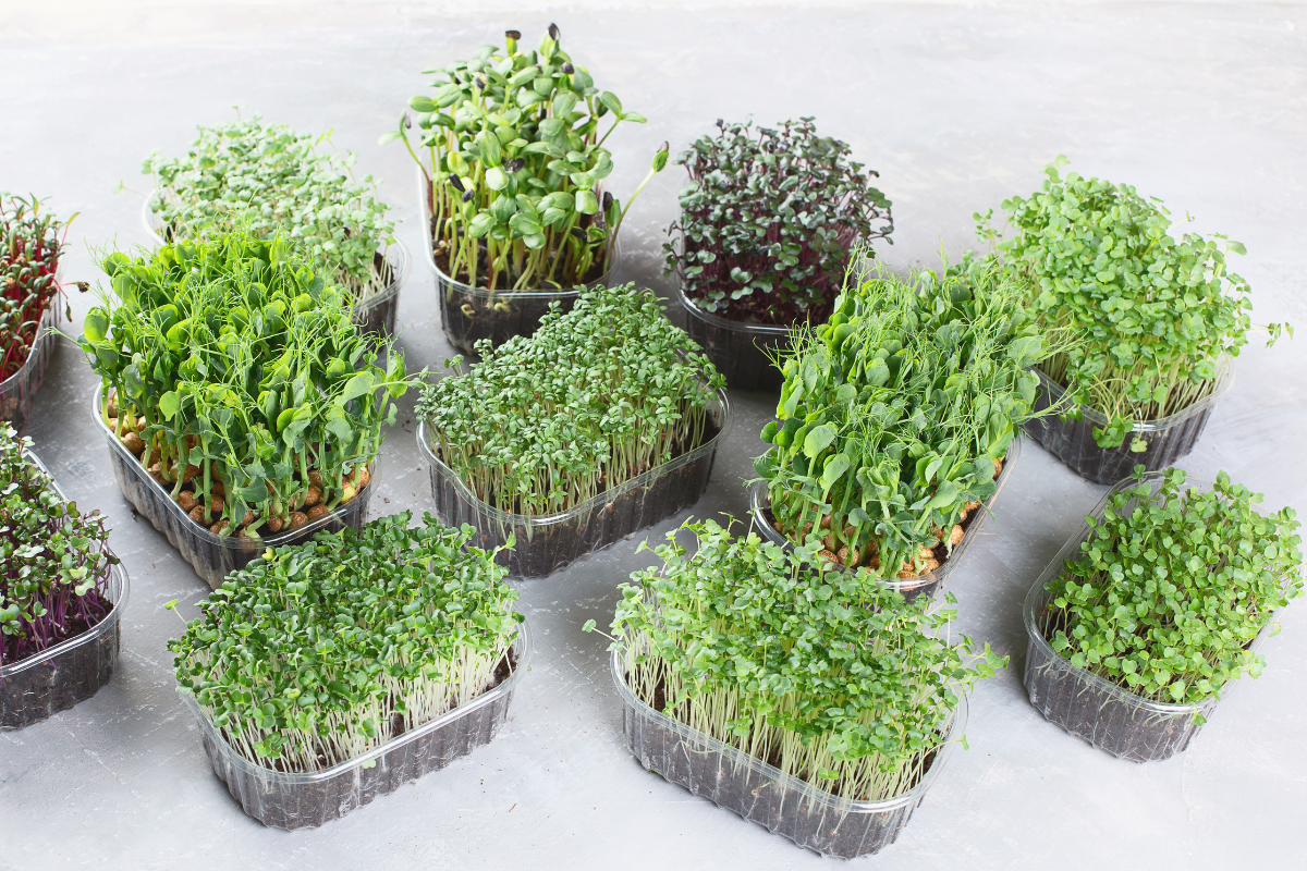 5 Best Microgreens For Kitchen Gardening