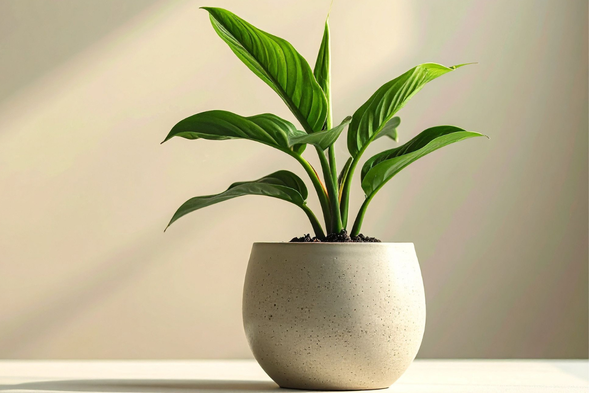 Everything You Need To Know About Rubber Plants