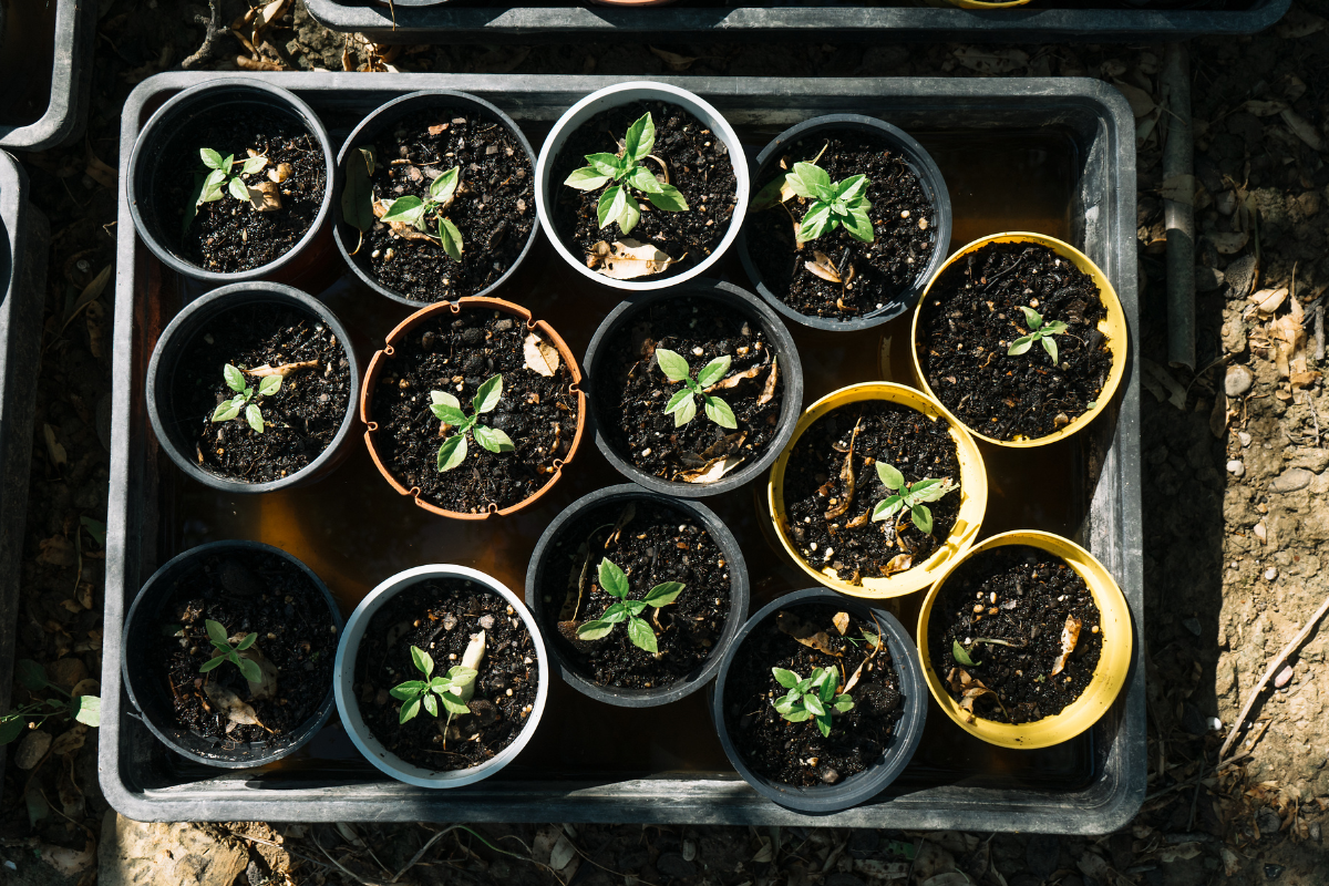 The Benefits Of Indoor Organic Gardening – Growing Fresh Products Year Around