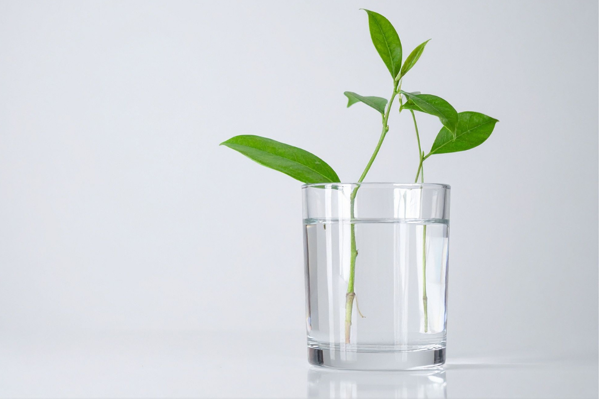 The Benefits of Self-Watering Plants