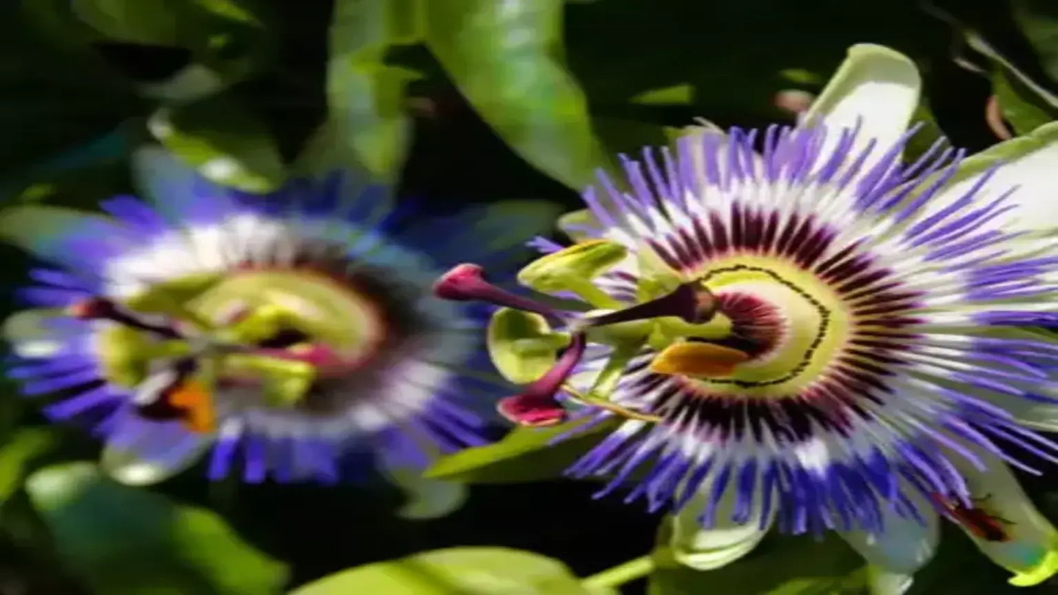 The Passion Flower: A Garden Gem With Unique Beauty