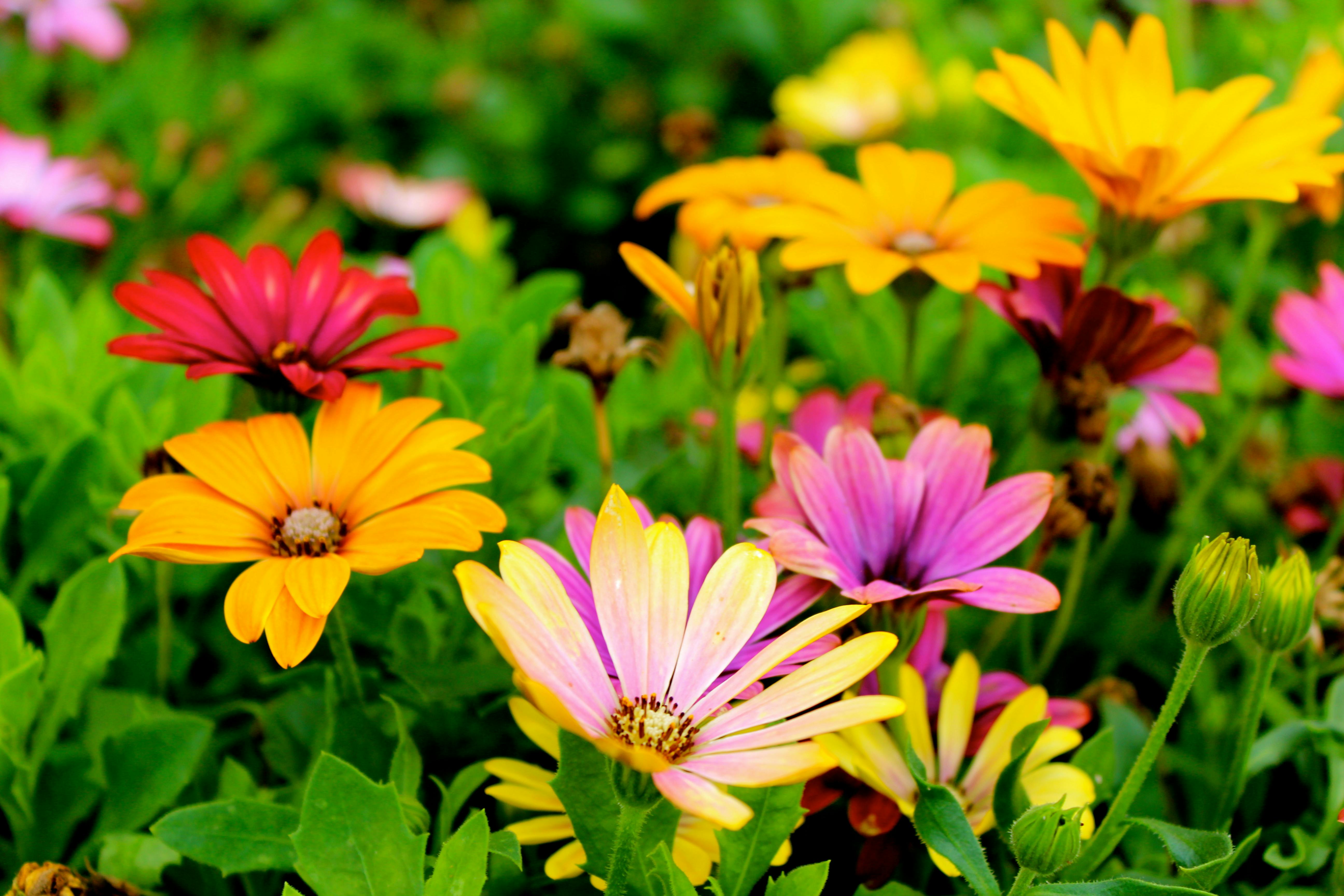 How to Care for Flowering Plants: Essential Maintenance Tips