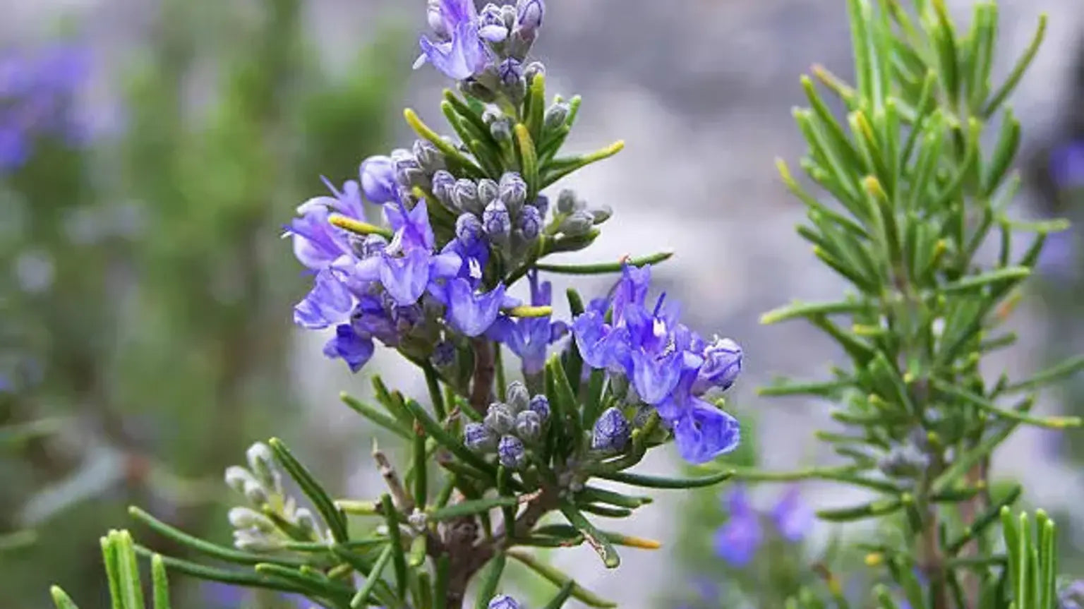 Growing Rosemary in India