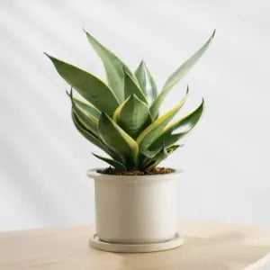 Indoor Plants