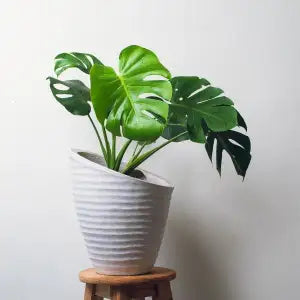 Plants