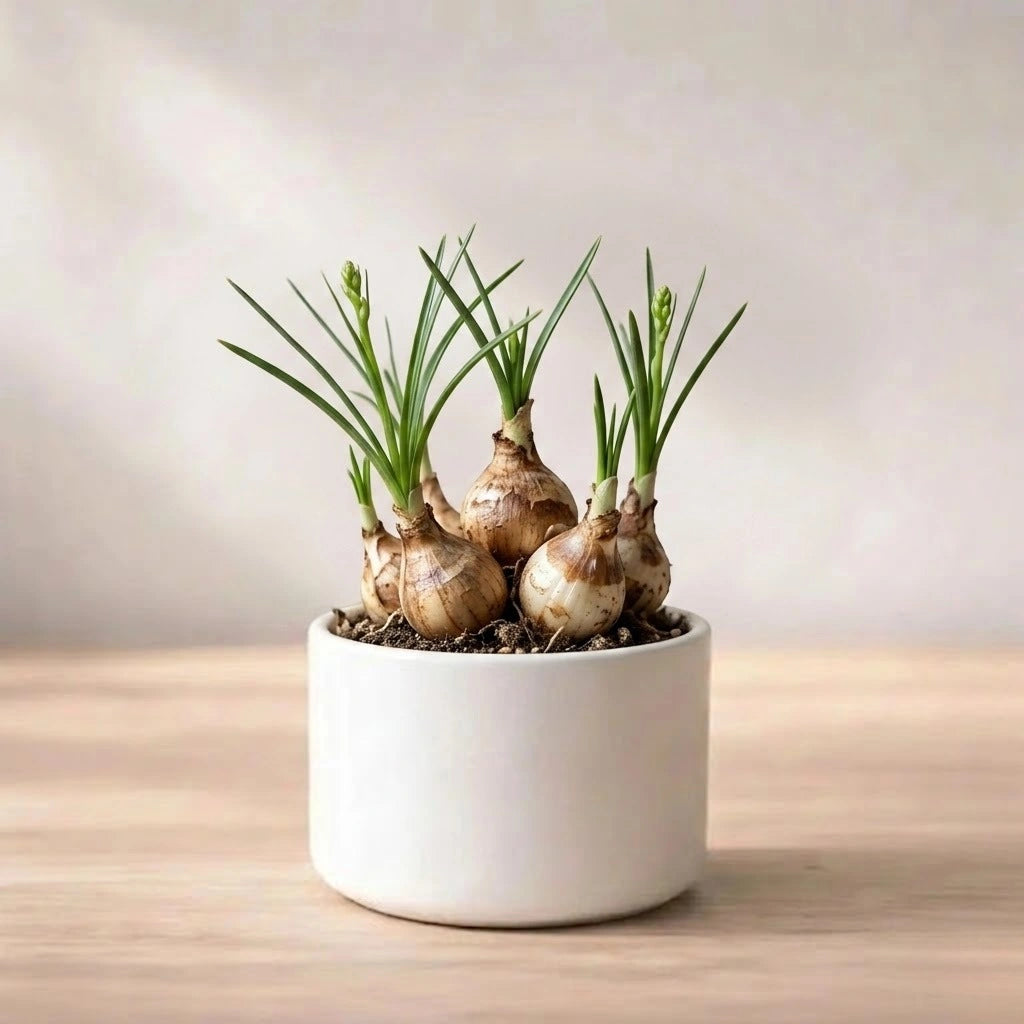 Rajnigandha Bulb (1pc)