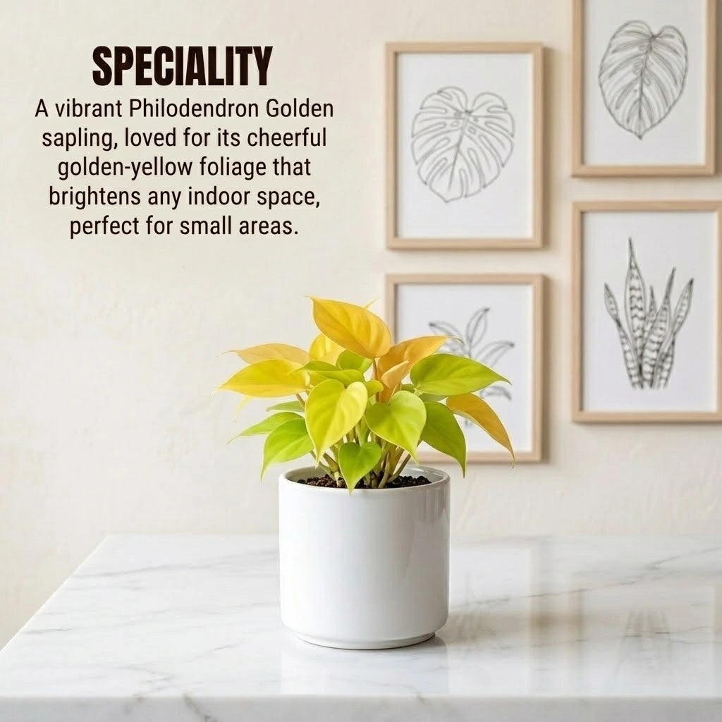 Philodendron Golden Plant Sapling (1pc)