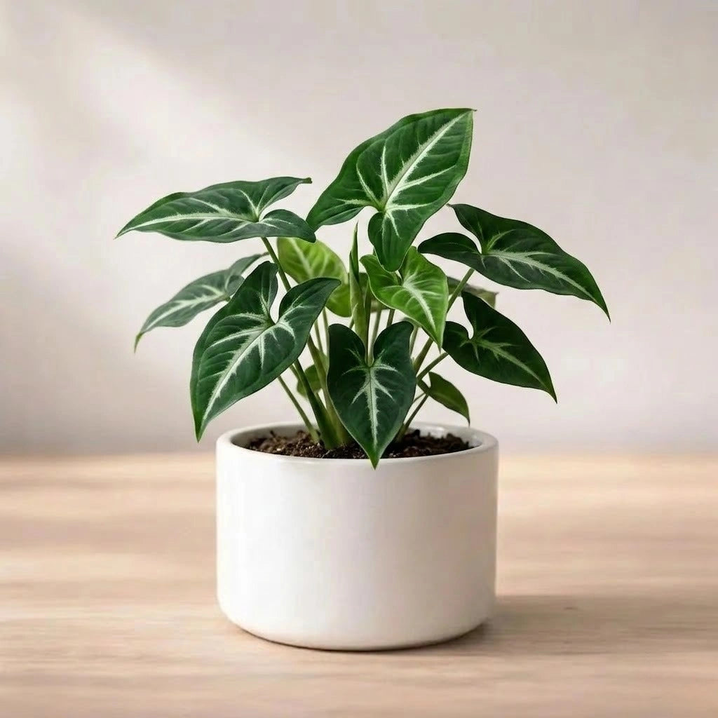 Syngonium Wendlandii Plant Sapling (1pc)