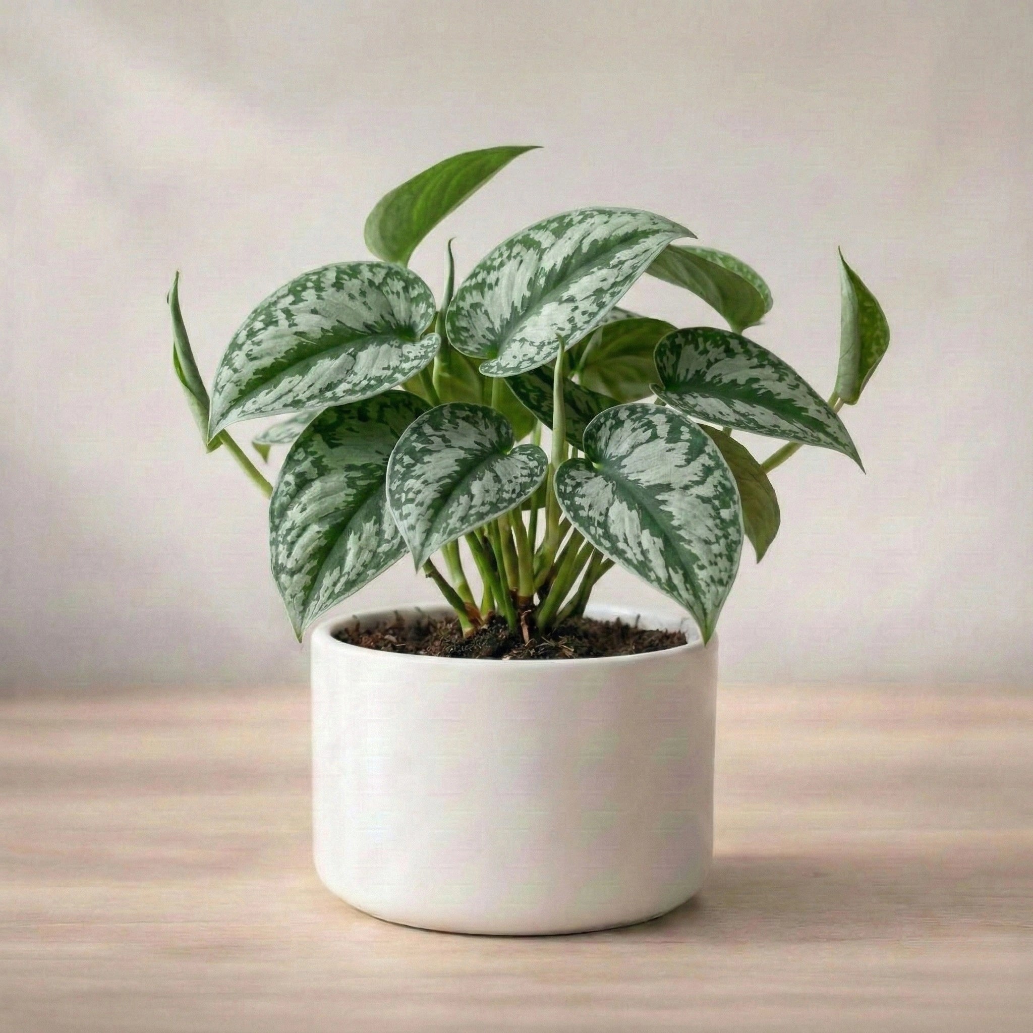 Potted plant with green leaves in a white pot on a wooden surface