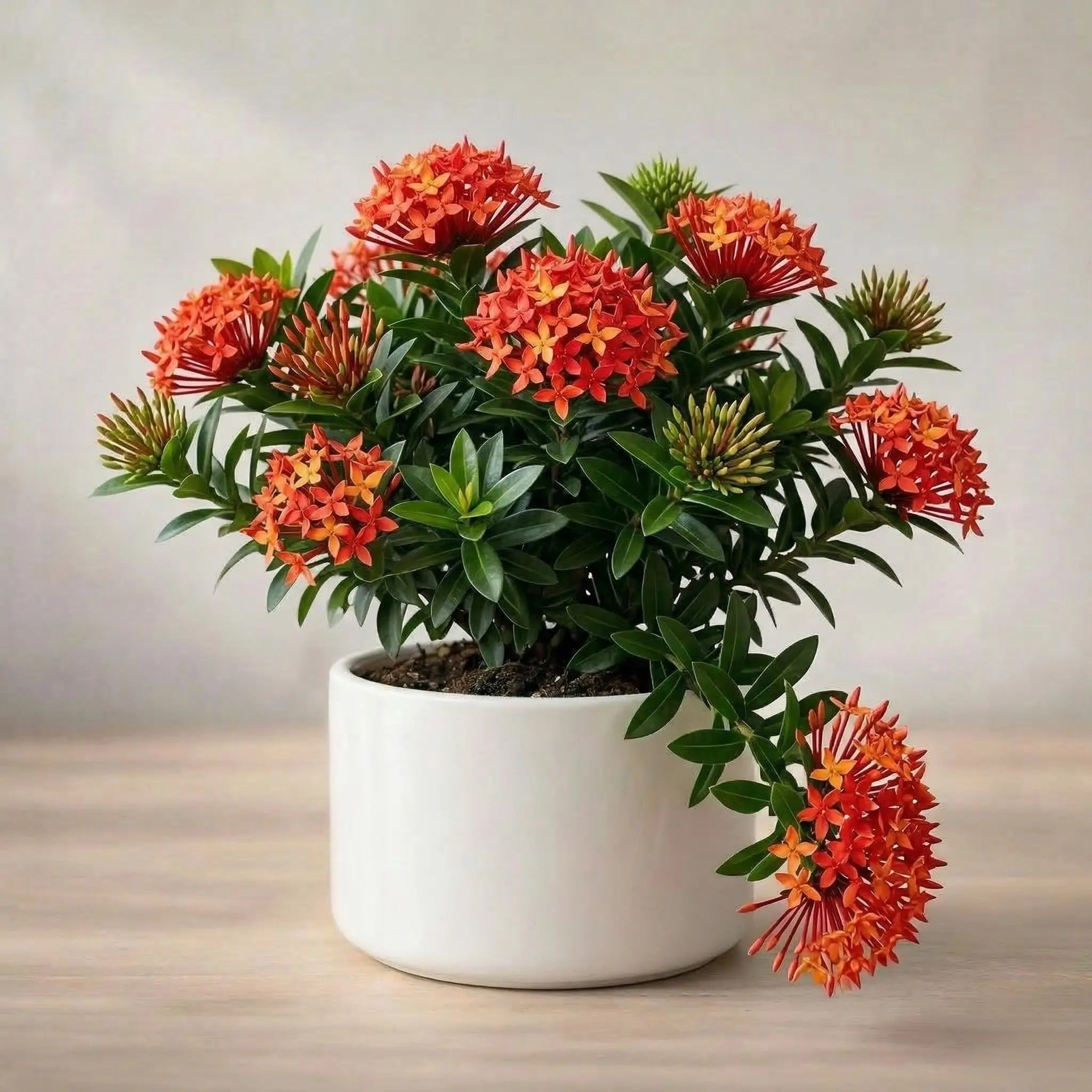 Potted plant with red flower and green leaves on a wooden surface with a light background