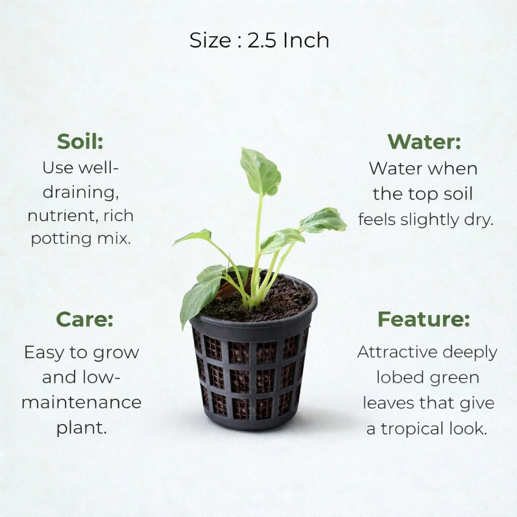 A plant in black net pot on a white background with certain details