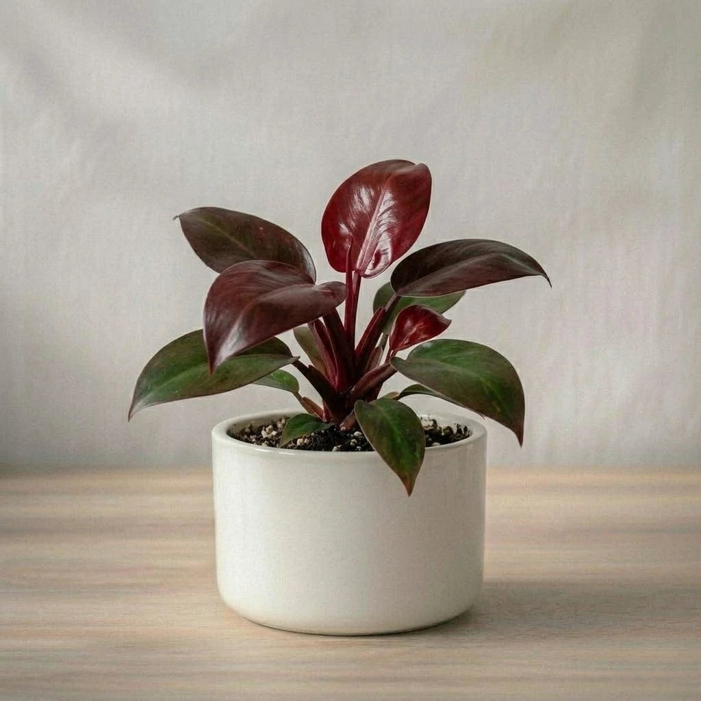 Potted plant on a wooden surface with a neutral background
