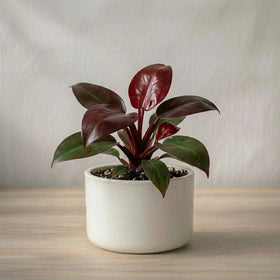 Philodendron Cherry Red Plant Sapling (1Pc)