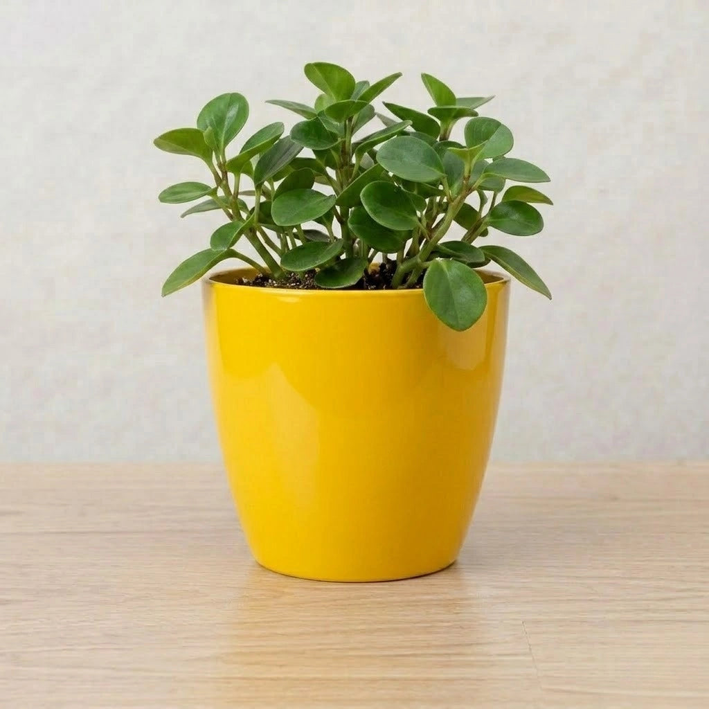 Gardening Pot Round 4inch (1pc)