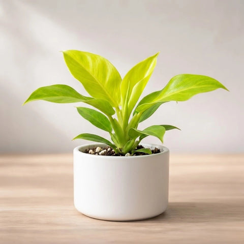 Philodendron Moonshine Plant Sapling (1pc)