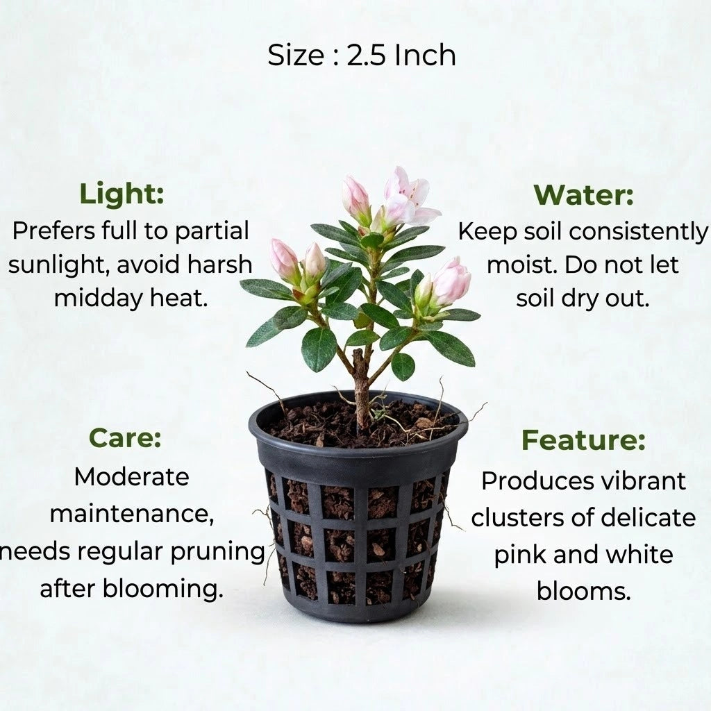 Azalea Flower Plant Sapling (1pc)