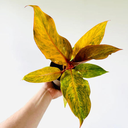 Philodendron Orange Marmalade Plant Sapling