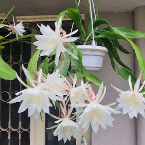 Brahma Kamal Plant Sapling