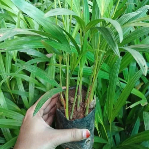 Areca Palm Saplings (3pcs)