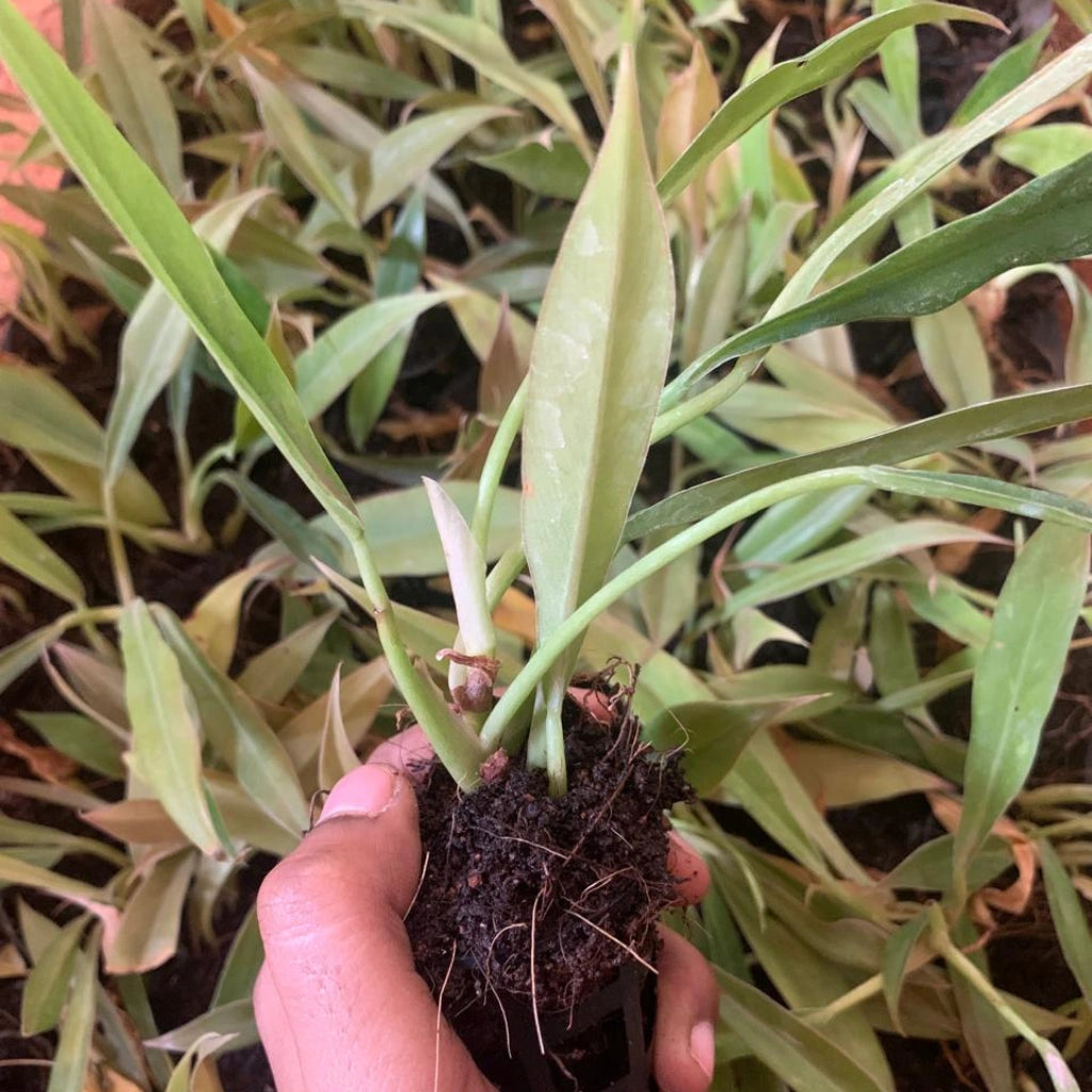 Hand holding a small potted plant surrounded by larger green plants