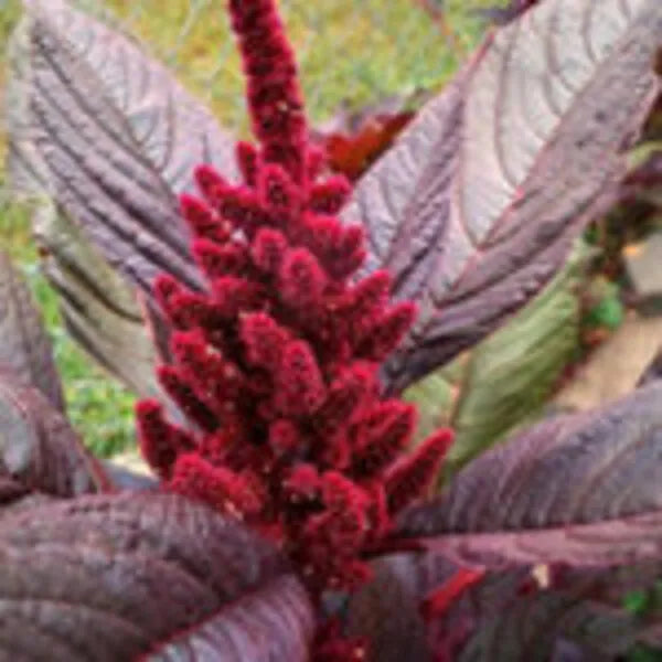 Amaranthus Red Seeds