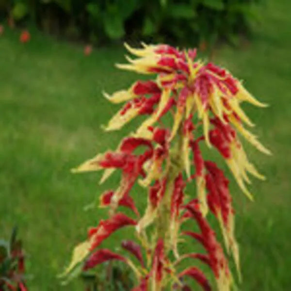 Amaranthus Tricolor Seeds