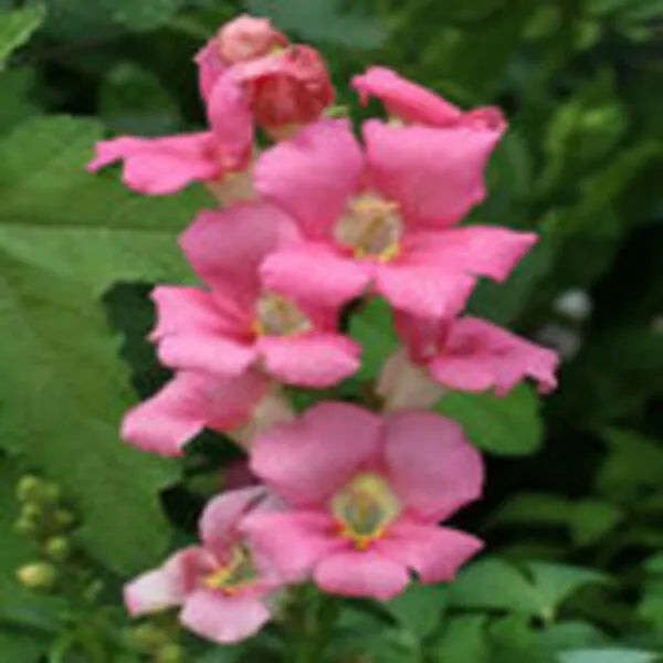 Antirrhinum Double Mixed