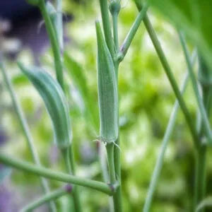 Few green lady fingers planted in a pot in a garden