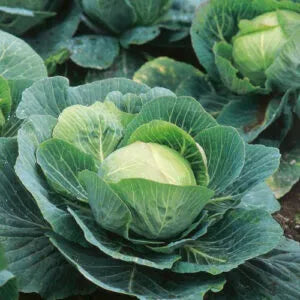 Several green cabbage leaves scattered on the garden soil