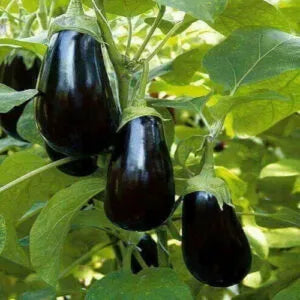 This is an image of Purple black large brinjals hanging from their plants with green leafy background.