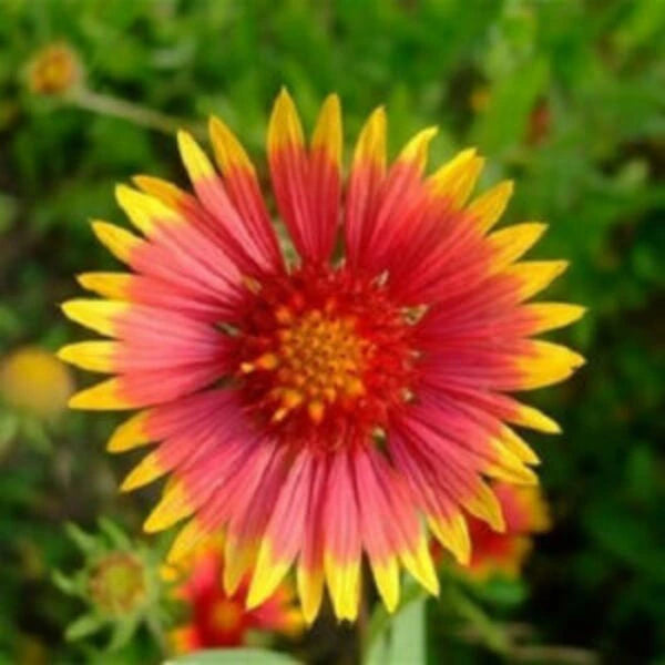 Gaillardia