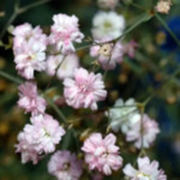 Gypsophila Seeds