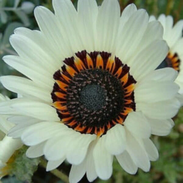 White colored venidium flowers